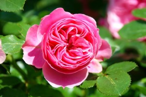 Rose 2010